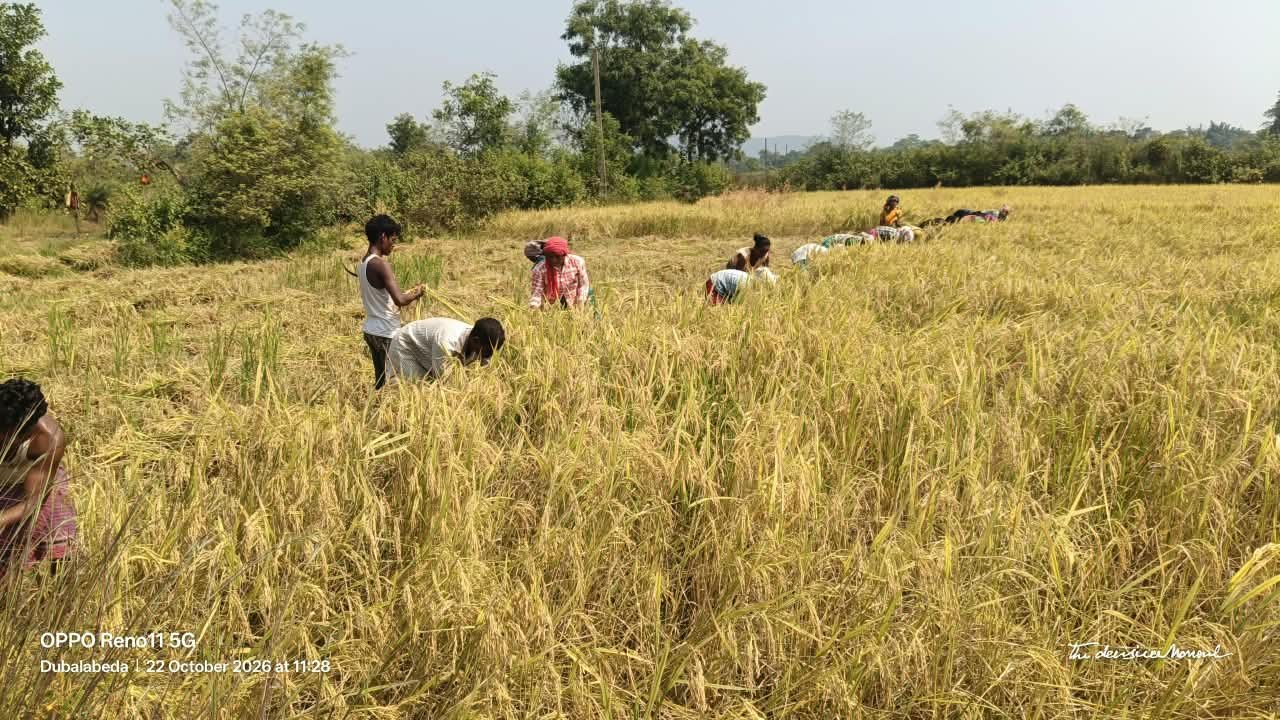 Millet Cultivation