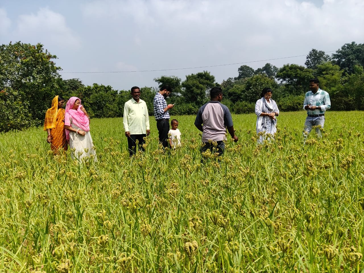 Mandia Cultivation