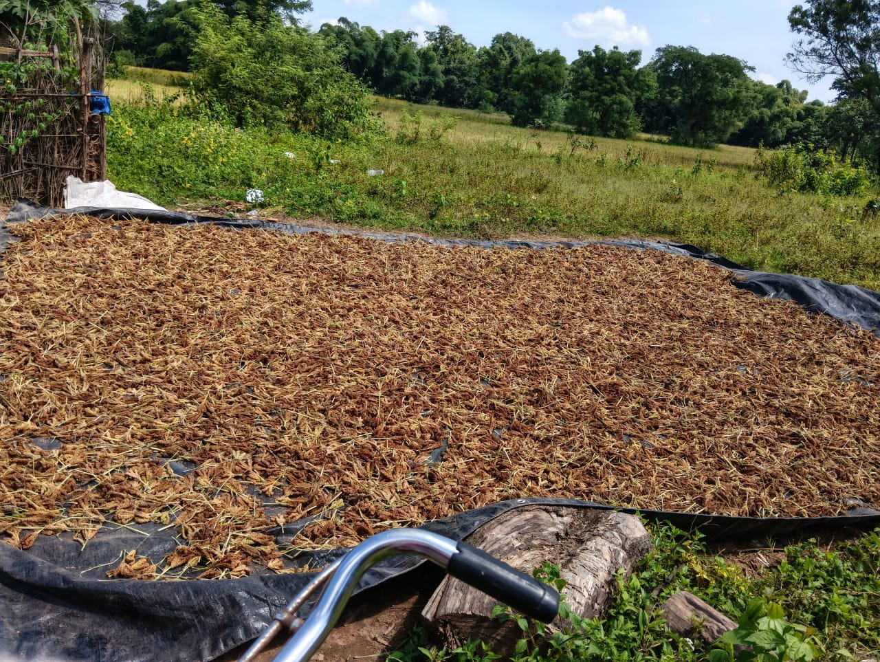 Sun-dry millet