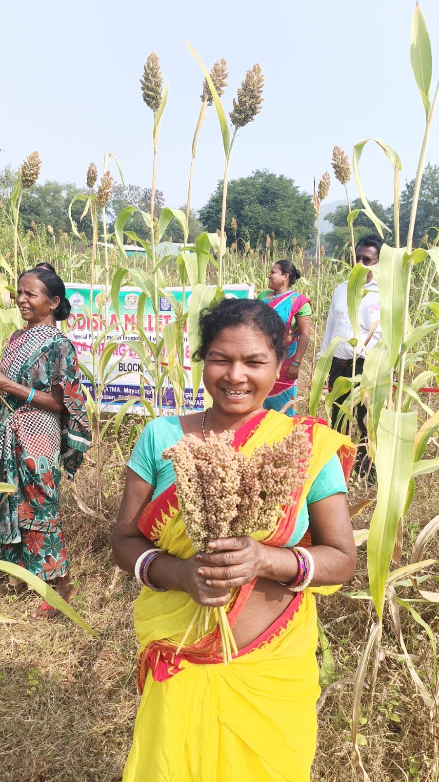 Millet Cultivation