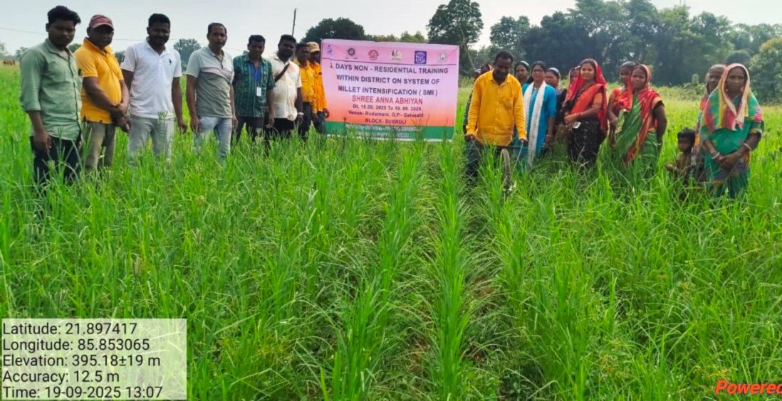 Millet Cultivation